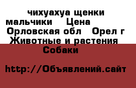 чихуахуа щенки мальчики  › Цена ­ 6 500 - Орловская обл., Орел г. Животные и растения » Собаки   